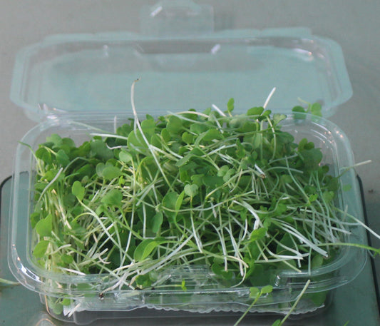 Arugula Microgreens