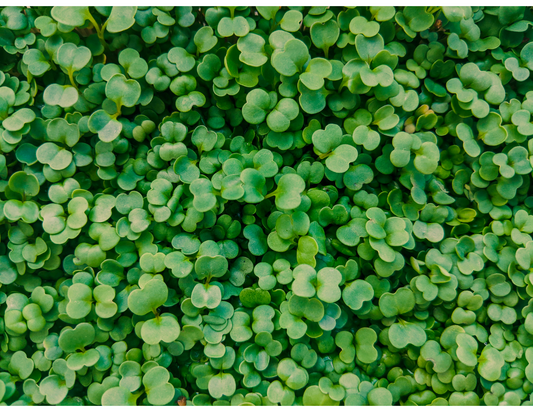 Arugula Microgreens