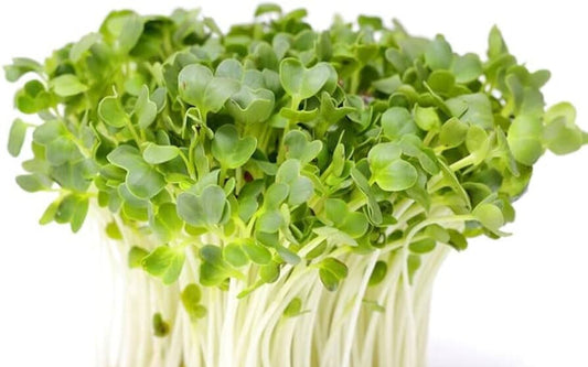 Broccoli Microgreens