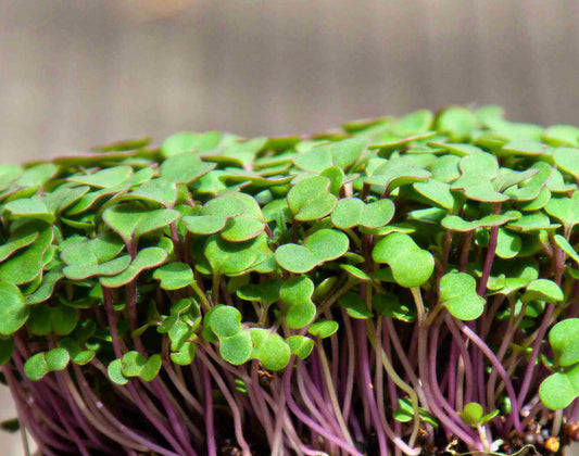 Red Russian Kale