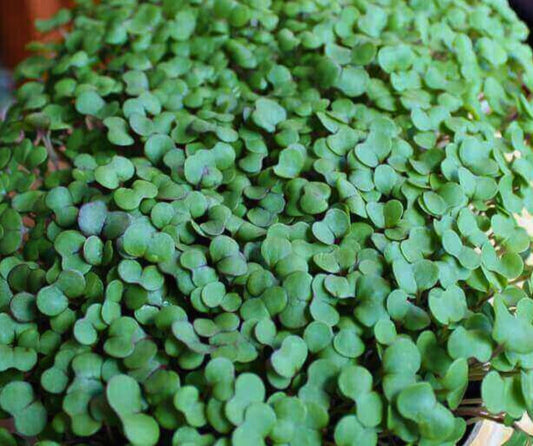 Red Russian Kale