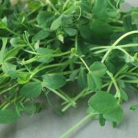 Speckled Sprouting Pea Microgreens
