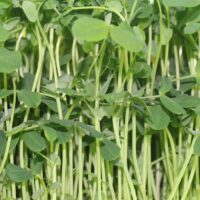 Speckled Sprouting Pea Microgreens